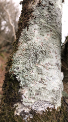 Pertusaria pertusa