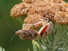 Agonoscelis versicoloratus