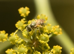 Halictus subauratus