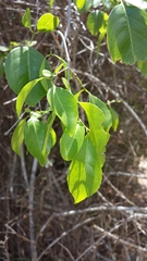 Meliaceae