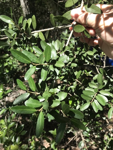Ilex vomitoria