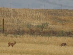 Raphicerus campestris campestris