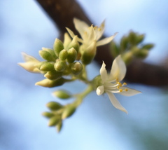 Xanthocercis zambesiaca