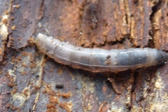 Tanyptera atrata