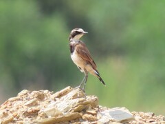 Oenanthe pileata pileata