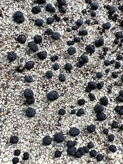 Caliciaceae
