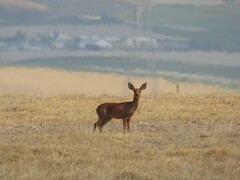 Raphicerus campestris campestris