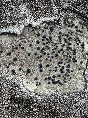 Caliciaceae