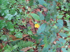 Pavonia sepium