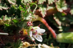 Erodium acaule