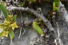 Satyrium spini