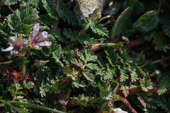 Erodium acaule
