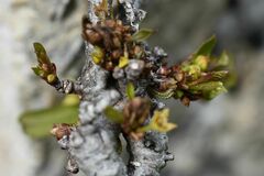 Satyrium spini