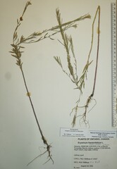 Erysimum marschallianum