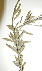 Erysimum marschallianum