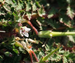 Erodium acaule