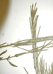 Erysimum marschallianum