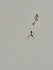 Trichonephila clavipes