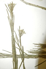 Erysimum marschallianum