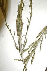 Erysimum marschallianum