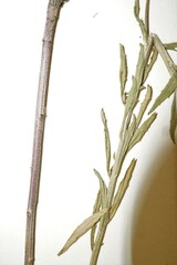 Erysimum marschallianum