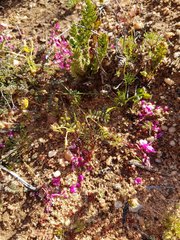 Indigofera humifusoides