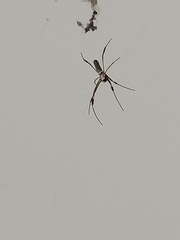 Trichonephila clavipes