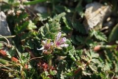 Erodium acaule