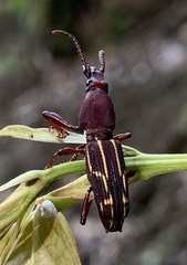 Brentidae