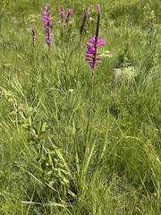 Watsonia densiflora