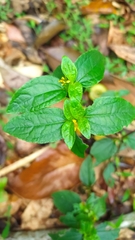 Synedrella nodiflora