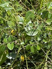Dalbergia obovata