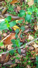 Synedrella nodiflora