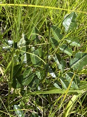 Dalbergia obovata