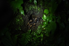 Megaphobema mesomelas