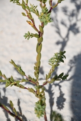 Euphorbia mesembryanthemifolia