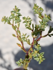 Euphorbia mesembryanthemifolia