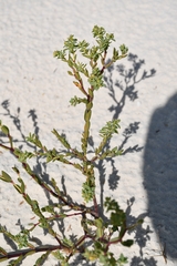 Euphorbia mesembryanthemifolia