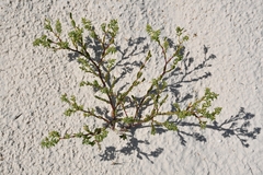 Euphorbia mesembryanthemifolia