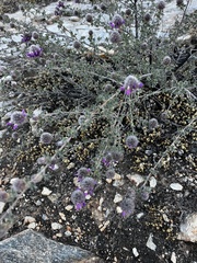 Dalea pulchra