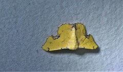 Corymica arnearia