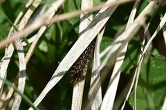 Argynnis adippe
