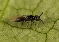 Macroglenes chalybeus