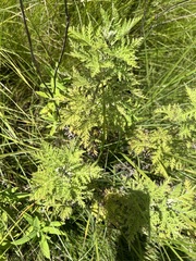 Artemisia afra
