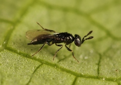 Macroglenes chalybeus