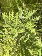 Artemisia afra