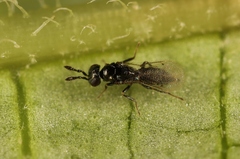 Macroglenes chalybeus