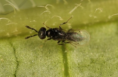 Macroglenes chalybeus