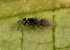 Macroglenes chalybeus