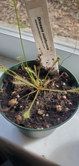 Drosera nidiformis